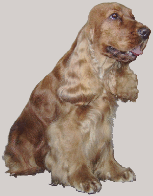 TR. CH. Orgeat gold du Talai